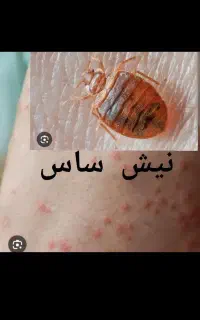 سمپاشی تمام حشرات کل کرج عظیمیه حیدرابادگوهردشت