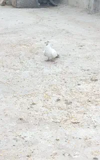 کبوتر بغدادی