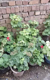 گلهای طبیعی