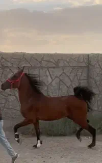 نریان ۲ سال و نیمه