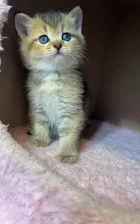 چشم آبی جذاب