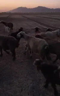 ۴راس میش چاق