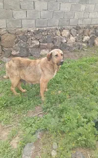 سکه ماده پژدر 3 ساله
