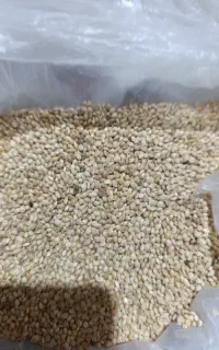 ارزن سفید درشت ایرانی