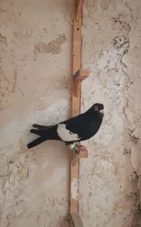 کبوتر صید قلدور و پرشی***