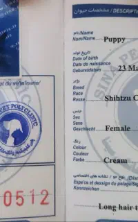 واگذاری توله سگ شیتزو کراس تبریز سهند