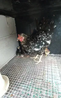 جوجه گلین لری