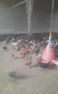 جوجه ۴۰روزه سالم واکسن خورده
