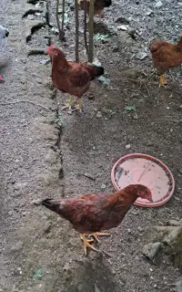 ۲ خروس