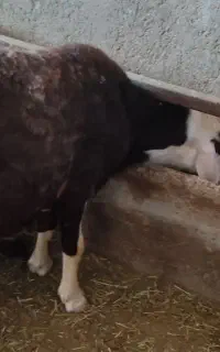 بره قوچ درجه یک افشاری کله سفید