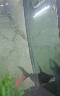 ماهی نایف و پنگوسی