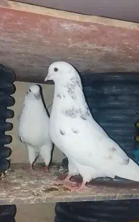 کبوتر