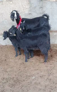 سالار بز روزگاری سه قلوزا و دوقلو زا