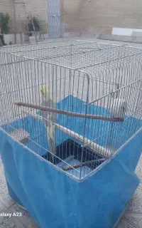 قفس با تمام وسایل