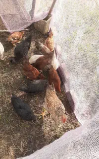 مرغ و خروس