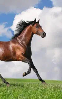 اسب خالص ایرانی