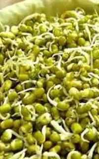 جوانه ماش