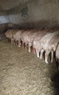 بره نر کشتاری