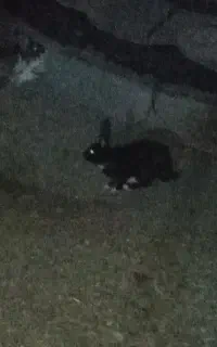 خرگوش