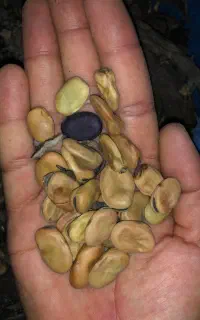 بذر باقله الجزایر