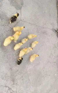 فروش