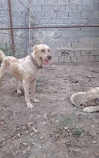 سگ نگهبان