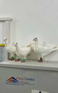 کفتر