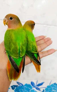 تعدادی بریزیلی خوشرنگ