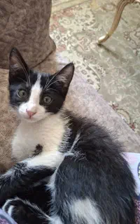 واگذاری گربه