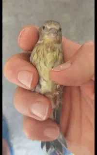 جوجه سهره قناری خوازم