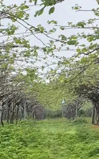 استخدام نیروی کار