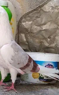 کبوتر هما و خالپیس پرشی
