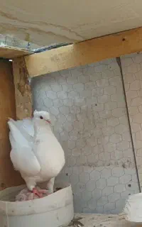 طوقی کفتر