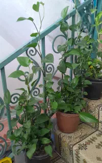 گل سالم خانگی
