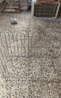 قفس