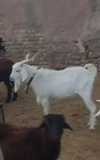 بز سانن