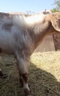 نربز