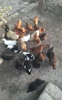 مرغ تخم گذار