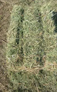 بذر یونجه.نخودفرنگی.ماش.کاه گندم.تخمه