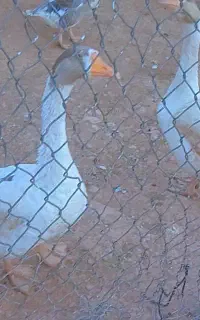 بوقلمو