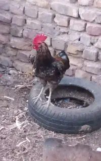 خروس بهرمند و گلین