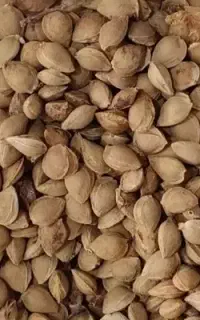 هسته زردالو