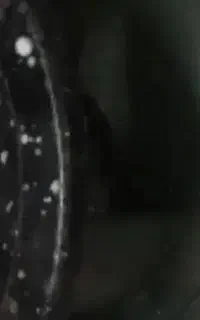 گاز پیکنیک سالم با (سر و شعله پخش کن،) اشانتیون