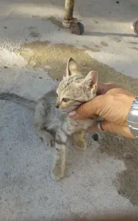 واگزاری گربه