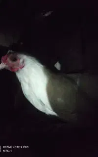 خروس
