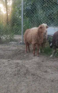 گوسفند نر و ماده