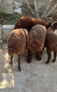 بره قزل افشاری جنس بالا