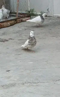 گمشده