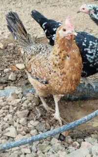 مرغ گلین اصیل