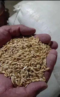 جو محلی